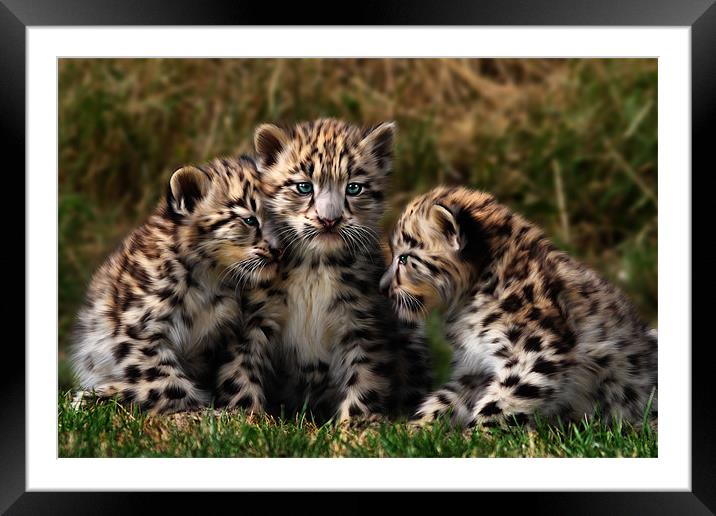 Snow Leopard Cubs Framed Mounted Print by Julie Hoddinott