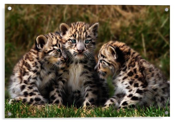 Snow Leopard Cubs Acrylic by Julie Hoddinott