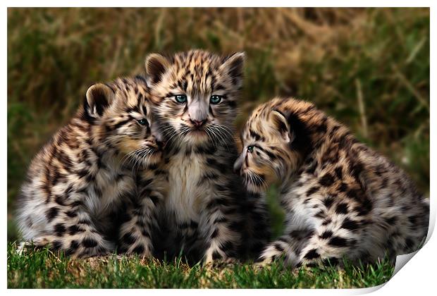 Snow Leopard Cubs Print by Julie Hoddinott