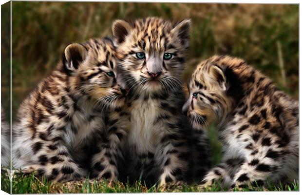 Snow Leopard Cubs - Closeup Canvas Print by Julie Hoddinott