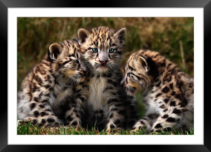 Snow Leopard Cubs - Closeup Framed Mounted Print by Julie Hoddinott