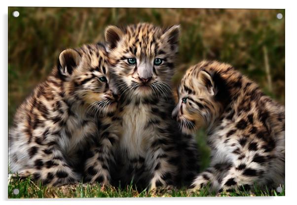 Snow Leopard Cubs - Closeup Acrylic by Julie Hoddinott