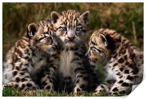 Snow Leopard Cubs - Closeup Print by Julie Hoddinott