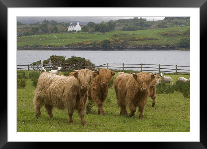 Highland cows Framed Mounted Print by Thomas Schaeffer