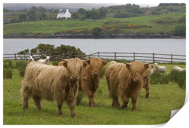 Highland cows Print by Thomas Schaeffer