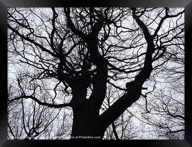 Tall Tree Framed Print by Joanne Partington