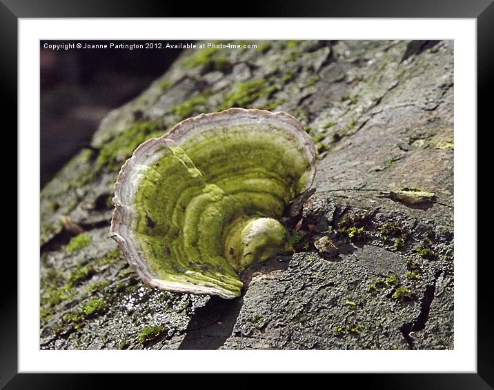 Tree Fungus Framed Mounted Print by Joanne Partington
