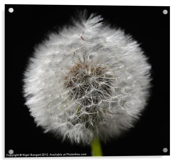 Dandelion Seed Head Acrylic by Nigel Bangert