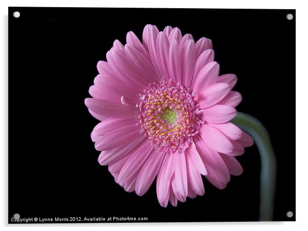 Pretty In Pink Acrylic by Lynne Morris (Lswpp)