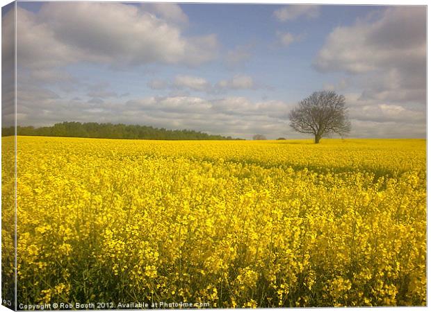 'Golden Field' Canvas Print by Rob Booth