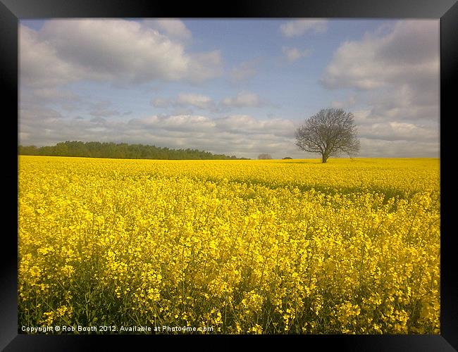 'Golden Field' Framed Print by Rob Booth