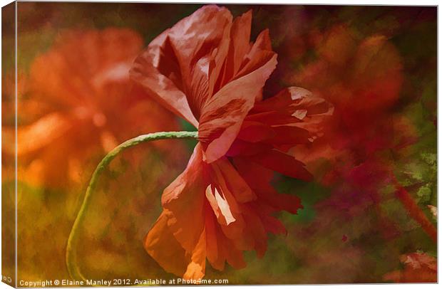 Poppy Flower in the Wind Canvas Print by Elaine Manley