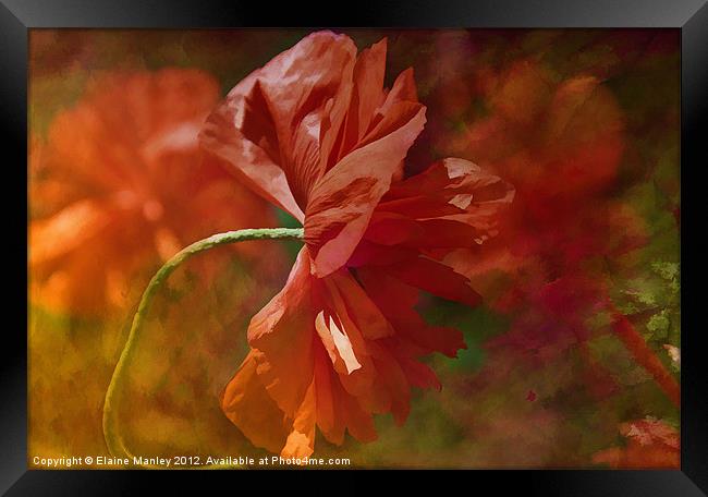 Poppy Flower in the Wind Framed Print by Elaine Manley