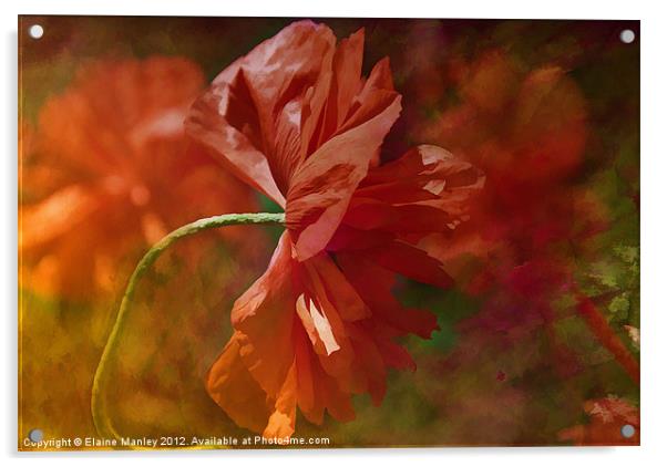 Poppy Flower in the Wind Acrylic by Elaine Manley