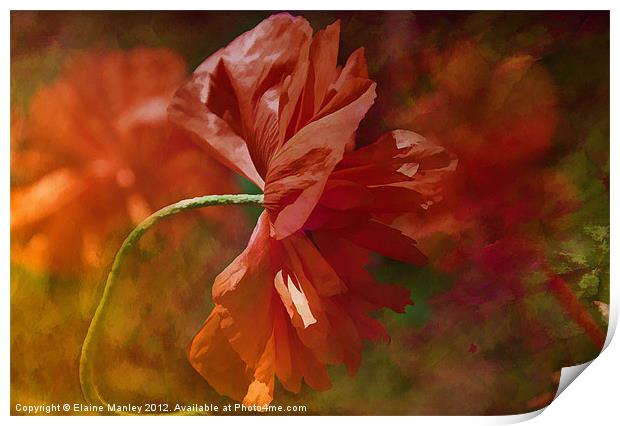 Poppy Flower in the Wind Print by Elaine Manley