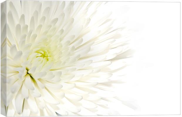 Chrysanthemum Canvas Print by Kevin Tate