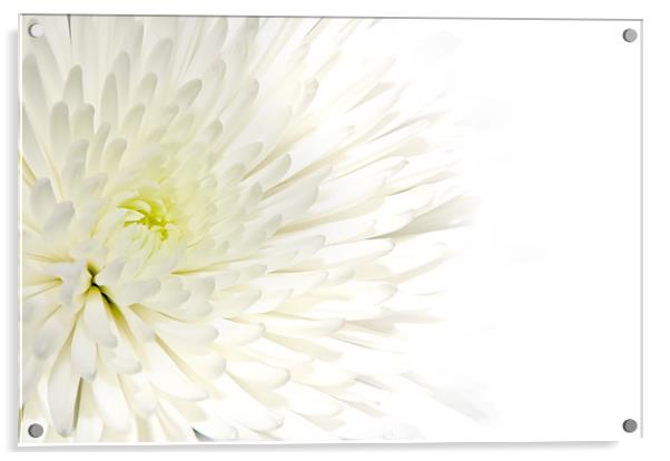 Chrysanthemum Acrylic by Kevin Tate