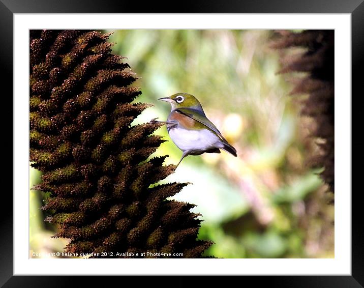 Silvereye Framed Mounted Print by helene duerden