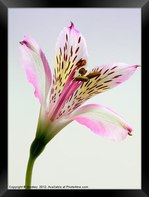 Alstroemeria Inca Lily Flower Framed Print by Anthony Michael 