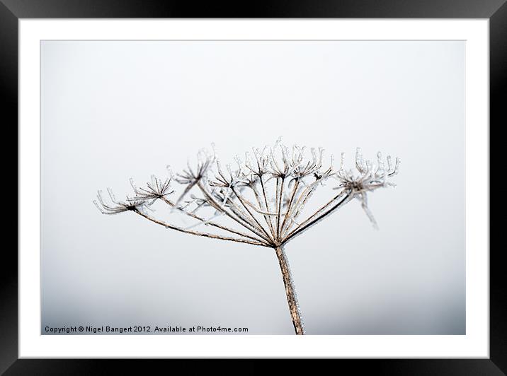 Frozen Plant Framed Mounted Print by Nigel Bangert
