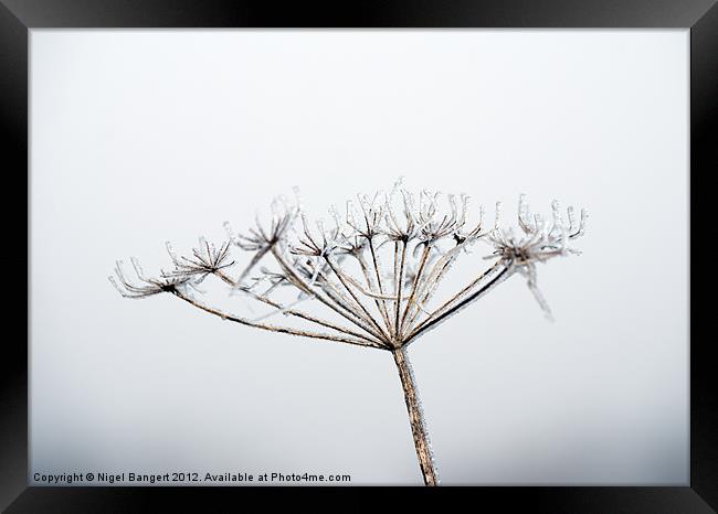 Frozen Plant Framed Print by Nigel Bangert