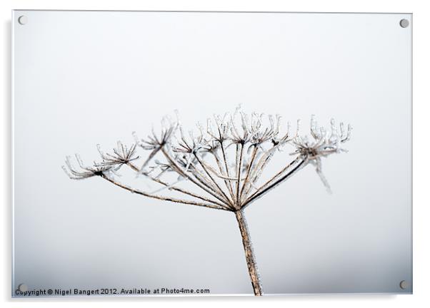 Frozen Plant Acrylic by Nigel Bangert