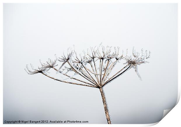 Frozen Plant Print by Nigel Bangert