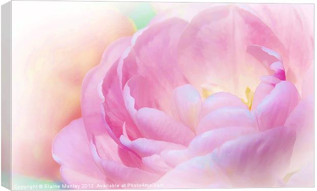 Pink Peoni Flower Canvas Print by Elaine Manley