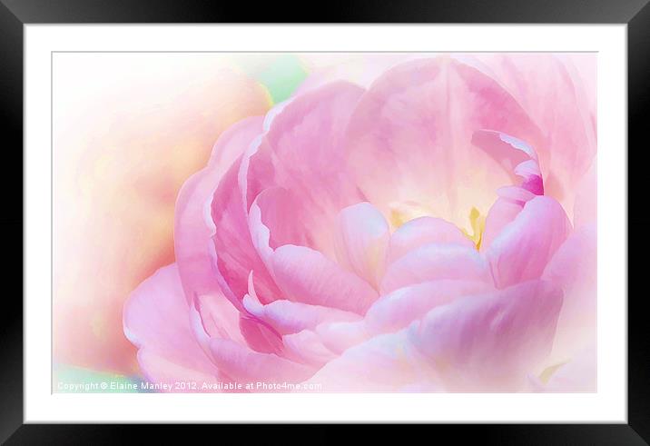 Pink Peoni Flower Framed Mounted Print by Elaine Manley