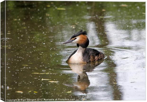 Great Crested Grebe Canvas Print by Nigel Bangert