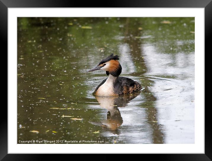 Great Crested Grebe Framed Mounted Print by Nigel Bangert