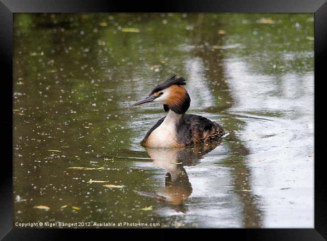 Great Crested Grebe Framed Print by Nigel Bangert