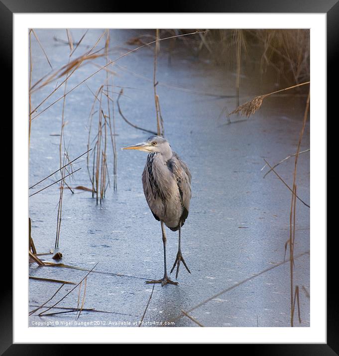 Heron Walking on Ice Framed Mounted Print by Nigel Bangert