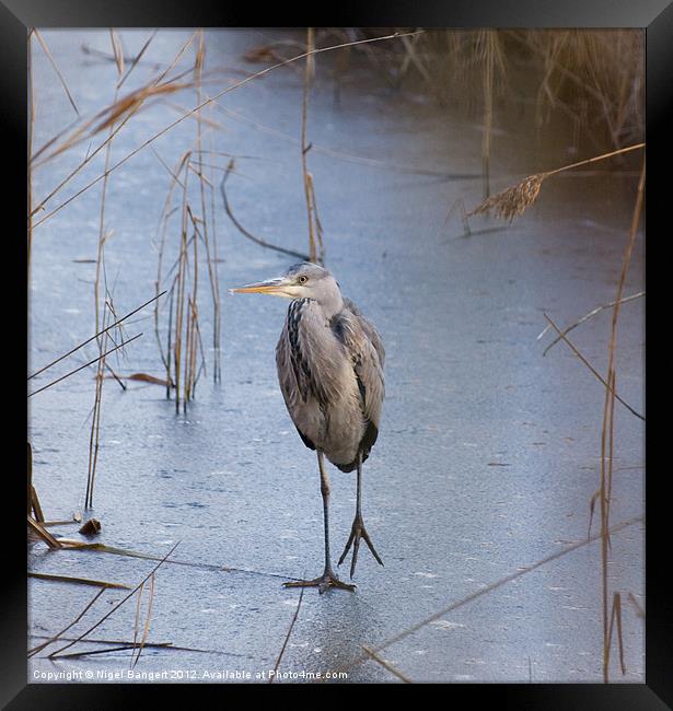 Heron Walking on Ice Framed Print by Nigel Bangert