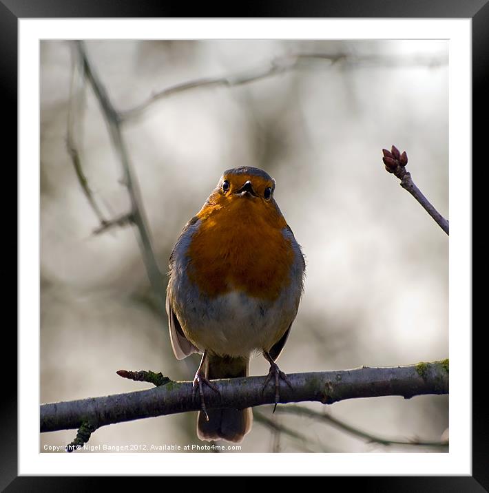 Robin Singing Framed Mounted Print by Nigel Bangert