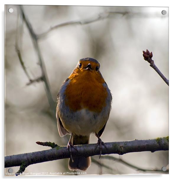 Robin Singing Acrylic by Nigel Bangert