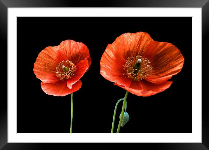 painted poppies Framed Mounted Print by Heather Newton