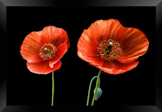 painted poppies Framed Print by Heather Newton