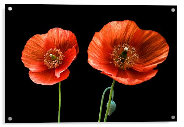 painted poppies Acrylic by Heather Newton