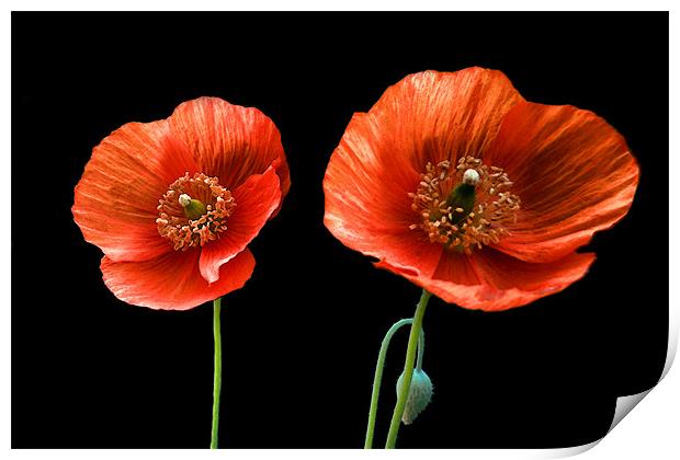 painted poppies Print by Heather Newton