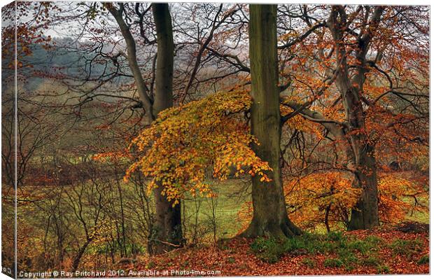 Ousbrough Woods Canvas Print by Ray Pritchard