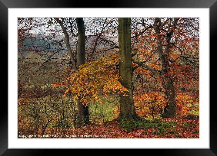 Ousbrough Woods Framed Mounted Print by Ray Pritchard