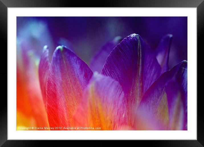  Purple and Red Spring Tulip Petals Framed Mounted Print by Elaine Manley