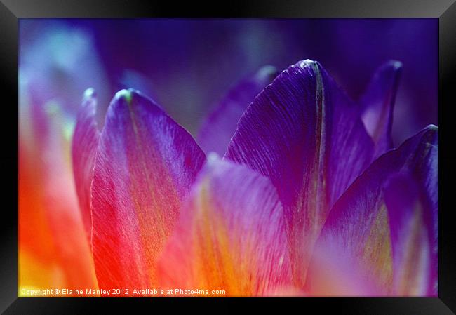  Purple and Red Spring Tulip Petals Framed Print by Elaine Manley