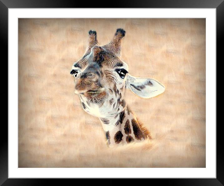 Giraffe Head Framed Mounted Print by Louise Godwin