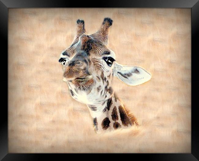 Giraffe Head Framed Print by Louise Godwin