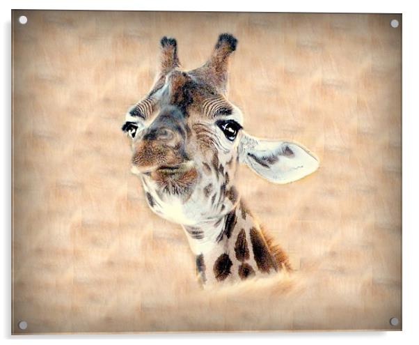Giraffe Head Acrylic by Louise Godwin