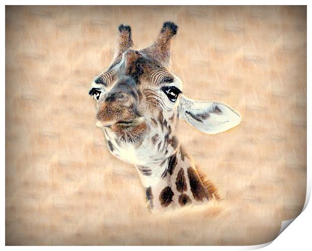 Giraffe Head Print by Louise Godwin