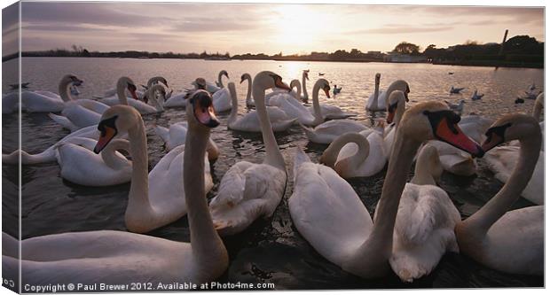 Swanning about. Canvas Print by Paul Brewer