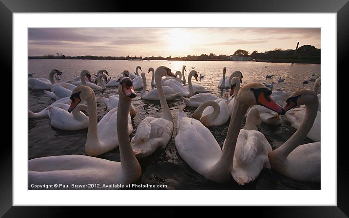 Swanning about. Framed Mounted Print by Paul Brewer